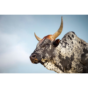 Open image in slideshow, Nguni Cattle Canvas No 1 - Paramount Mirrors and Prints
