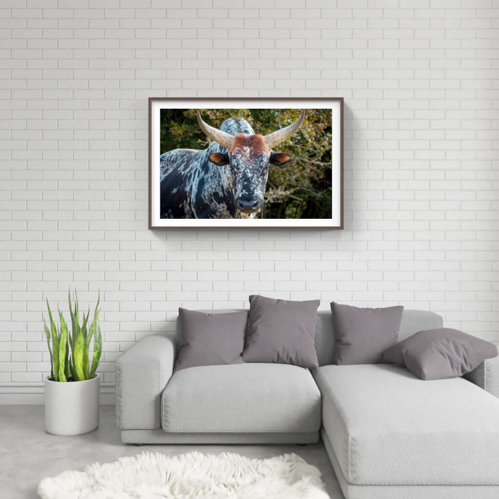 Framed Nguni cattle print on a wall above modern sofa, showcasing African wildlife art.