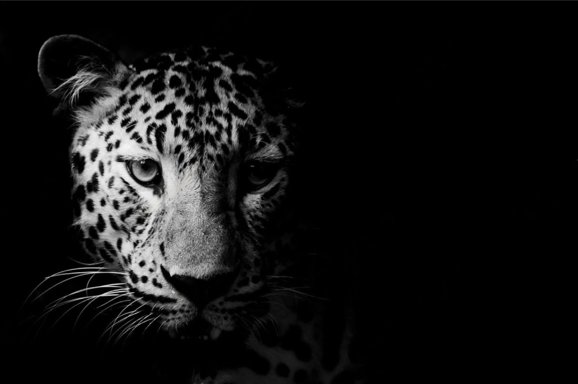 Black and white portrait of a leopard, showcasing its striking features and intricate spots.