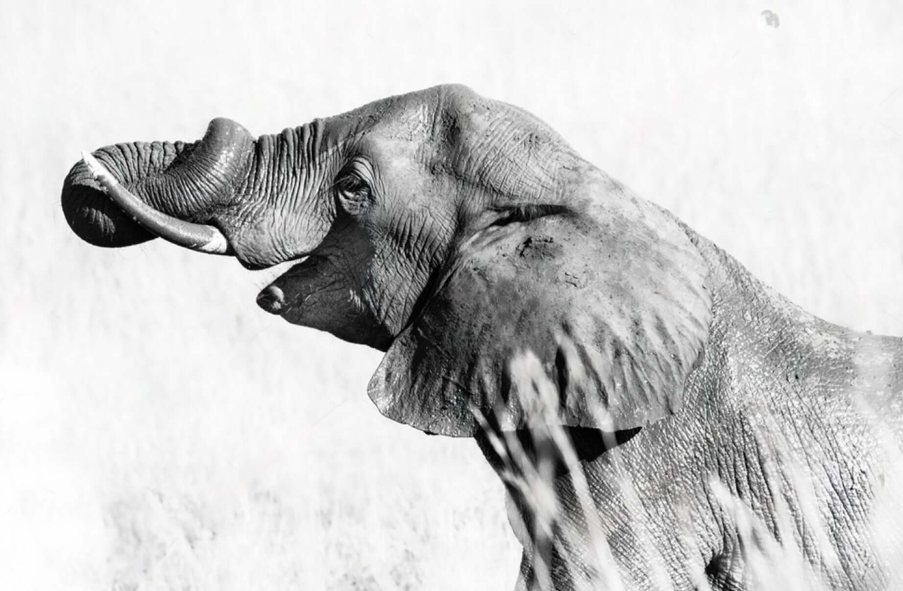 Framed elephant print in black and white showcasing its majestic profile in an African landscape.