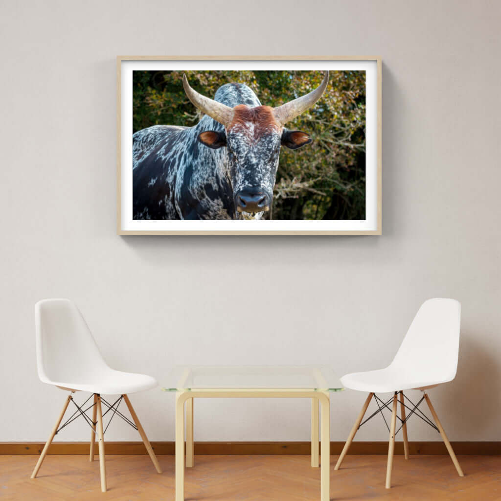 Framed print of a Nguni cattle with majestic horns, enhancing modern interior decor with African wildlife art.