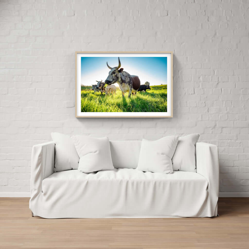 Framed Nguni print featuring cows in a lush green field, adding African cultural beauty to modern decor.