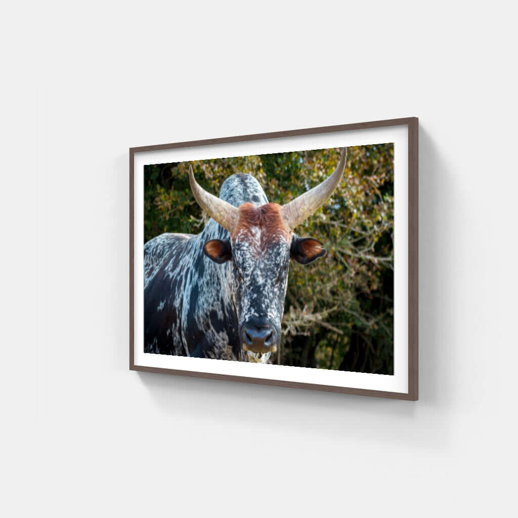 Framed print of Nguni cattle, showcasing African wildlife and cultural art, perfect for home decor.