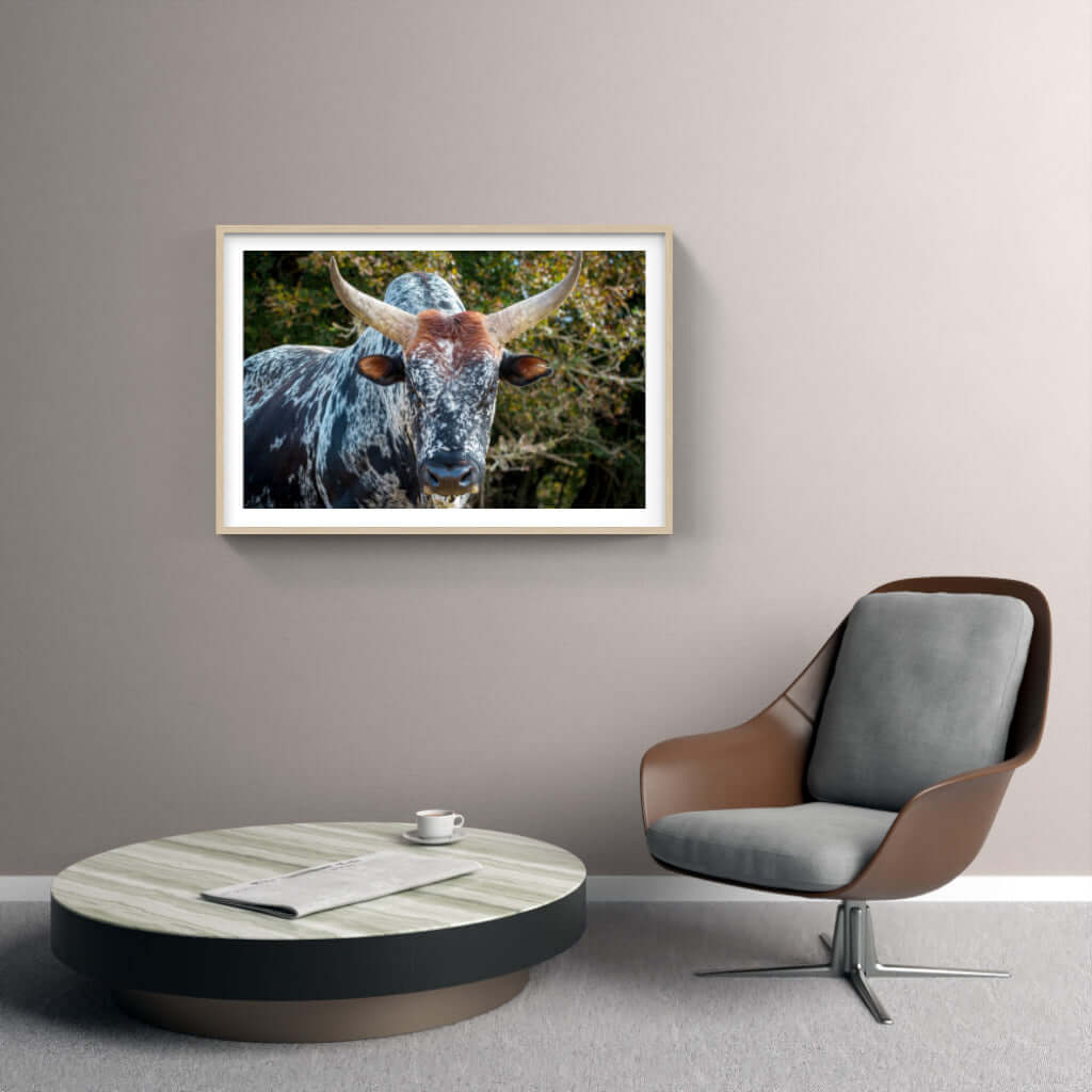 Framed Nguni cattle print on wall above modern chair and table, showcasing African wildlife art.