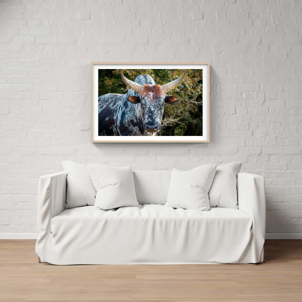 Framed Nguni cattle print above a cozy white sofa in a modern interior setting.