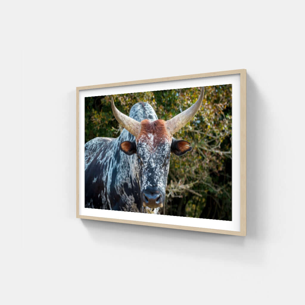 Framed Nguni cattle print showcasing the beauty of African wildlife in premium quality art decor.