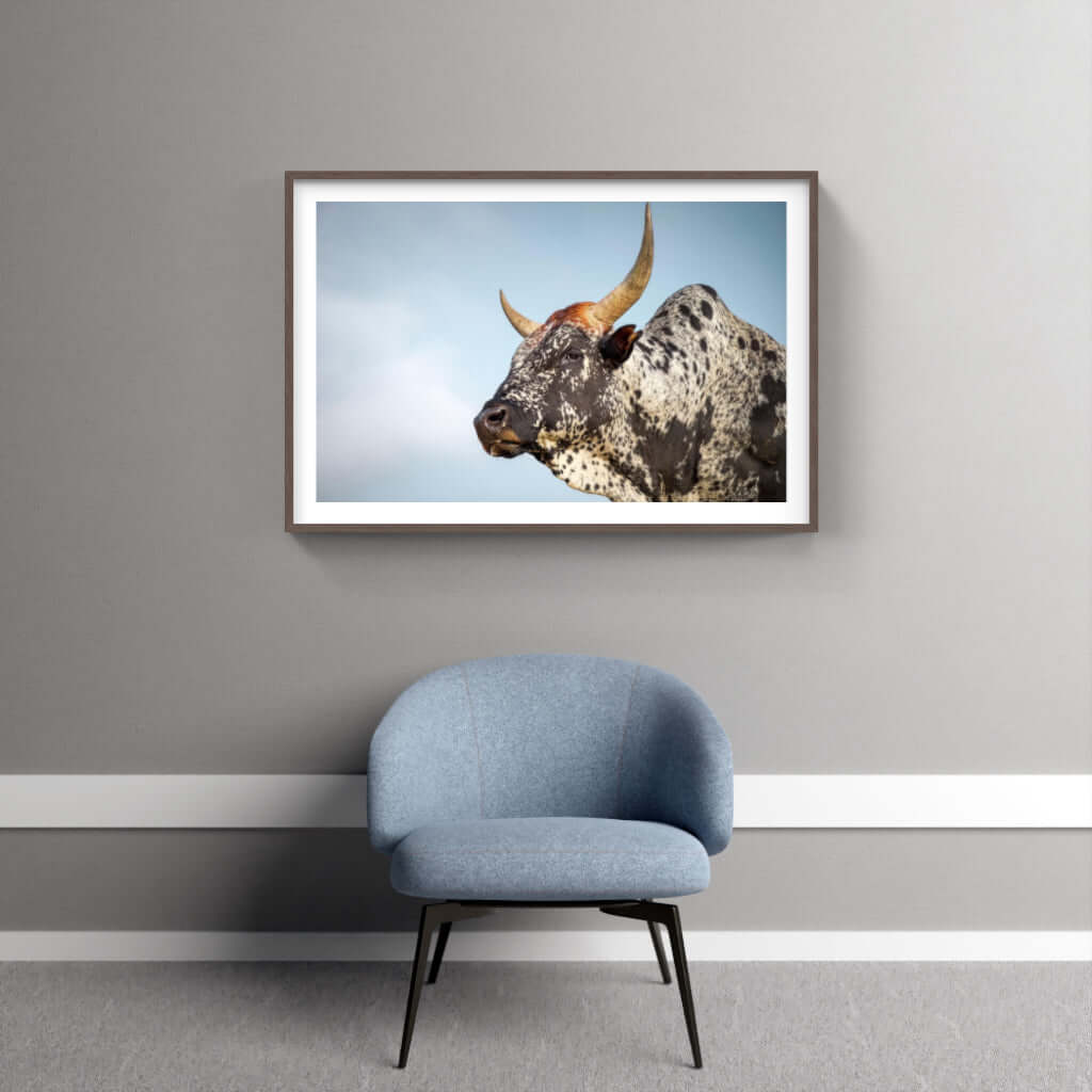 Framed Nguni cattle print showcasing wildlife artwork, perfect for modern or traditional home decor.