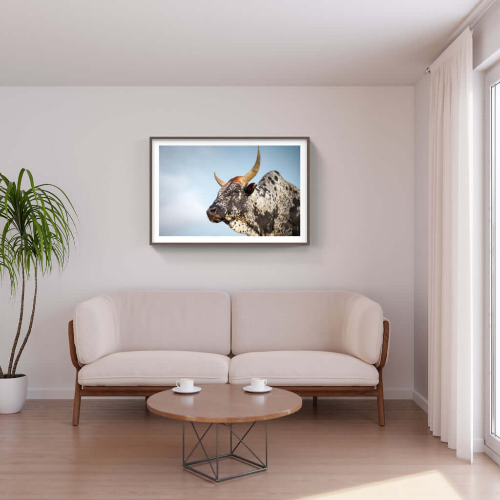 Framed Nguni cattle print in a modern living room with stylish decor and a cozy ambiance.
