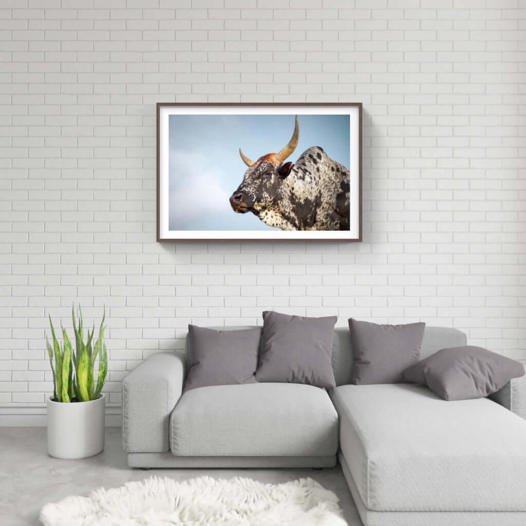 Framed Nguni cattle print showcased in a modern living room with a stylish sofa and indoor plants.