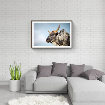 Framed Nguni Cattle Print No 1