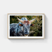 Framed print of a Nguni cattle showcasing its striking features and traditional African artwork.