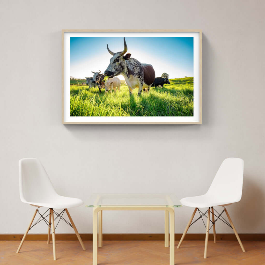 Framed Nguni print showcasing vibrant cattle grazing in green grass, perfect for transforming modern or traditional interiors.