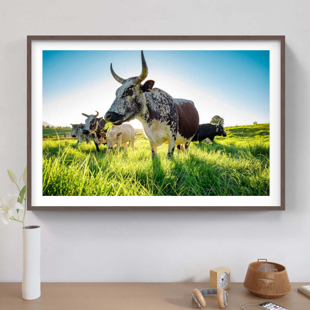 Framed Nguni print featuring cows in a lush green field, showcasing African wildlife art.
