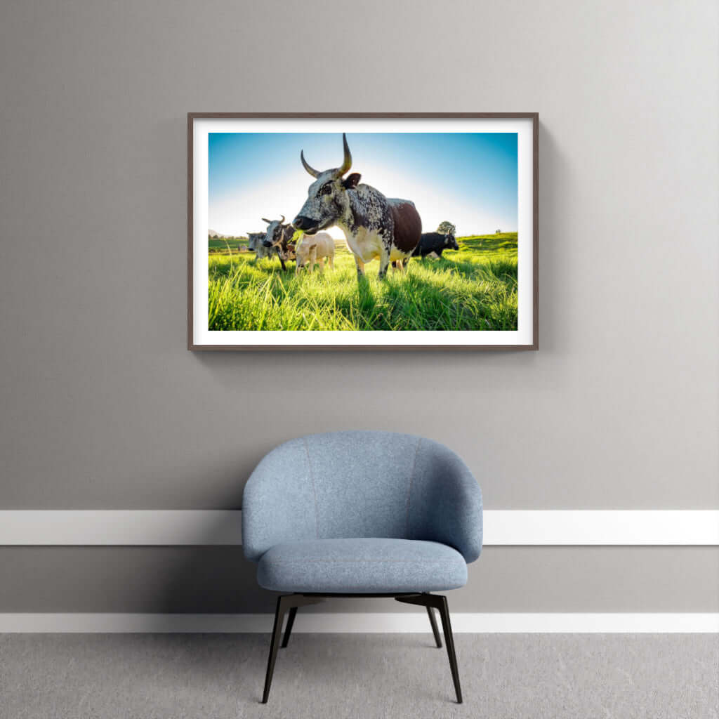 Framed Nguni print depicting cattle in a lush field, showcasing African wildlife artistry for elegant home decor.