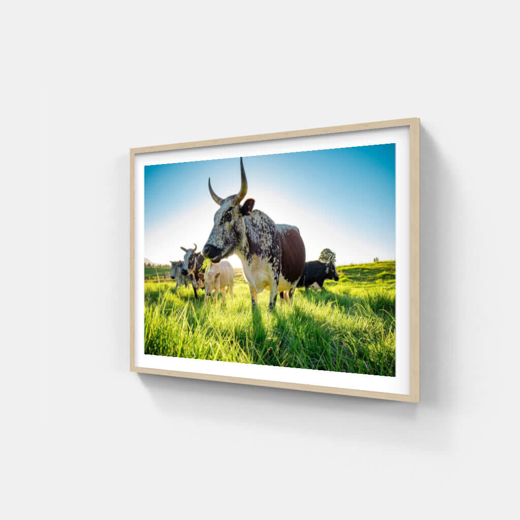 Framed Nguni print featuring cows in a lush green field, showcasing African wildlife and cultural art.