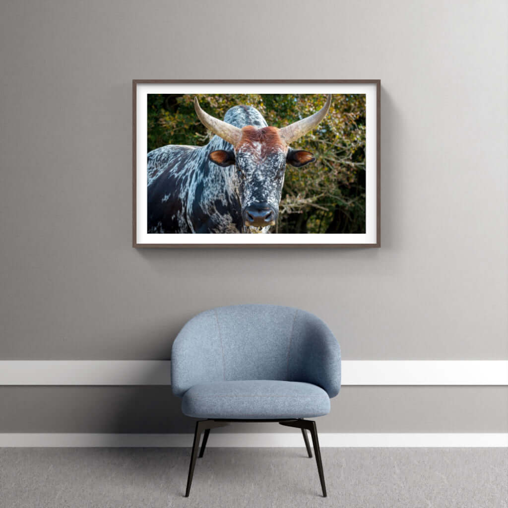 Framed print of majestic Nguni cattle showcasing vibrant colors and detailed features, perfect for stylish home decor.