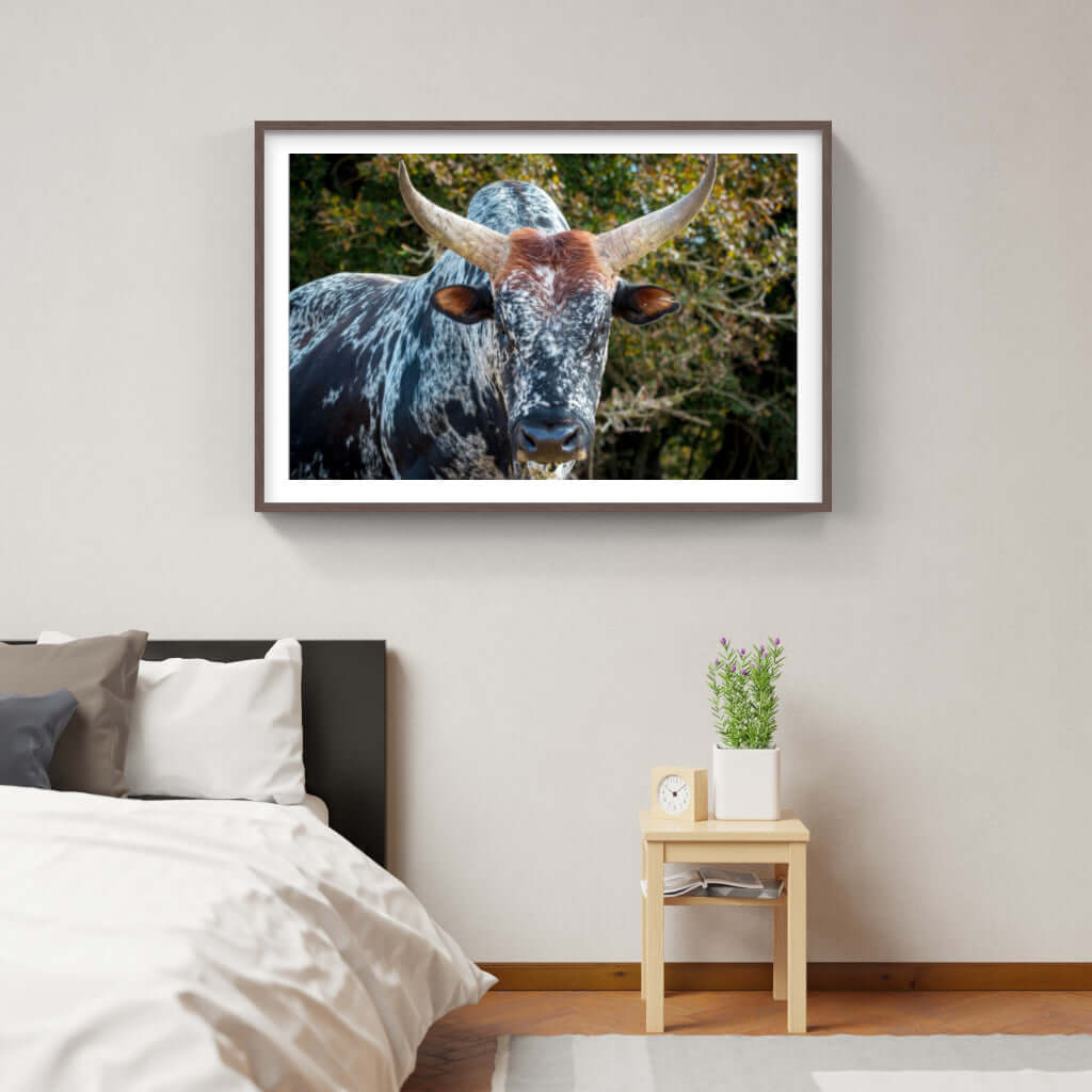 Framed Nguni cattle print showcasing intricate details, perfect for enhancing modern or traditional interiors.