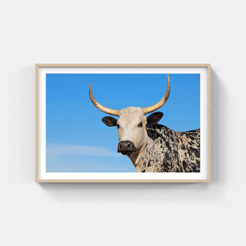 Framed Nguni print featuring a striking bull on a blue sky background, showcasing African wildlife art.