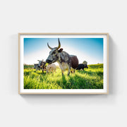 Framed Nguni print showcasing cattle on lush grasslands, adding a touch of African wildlife to your decor.