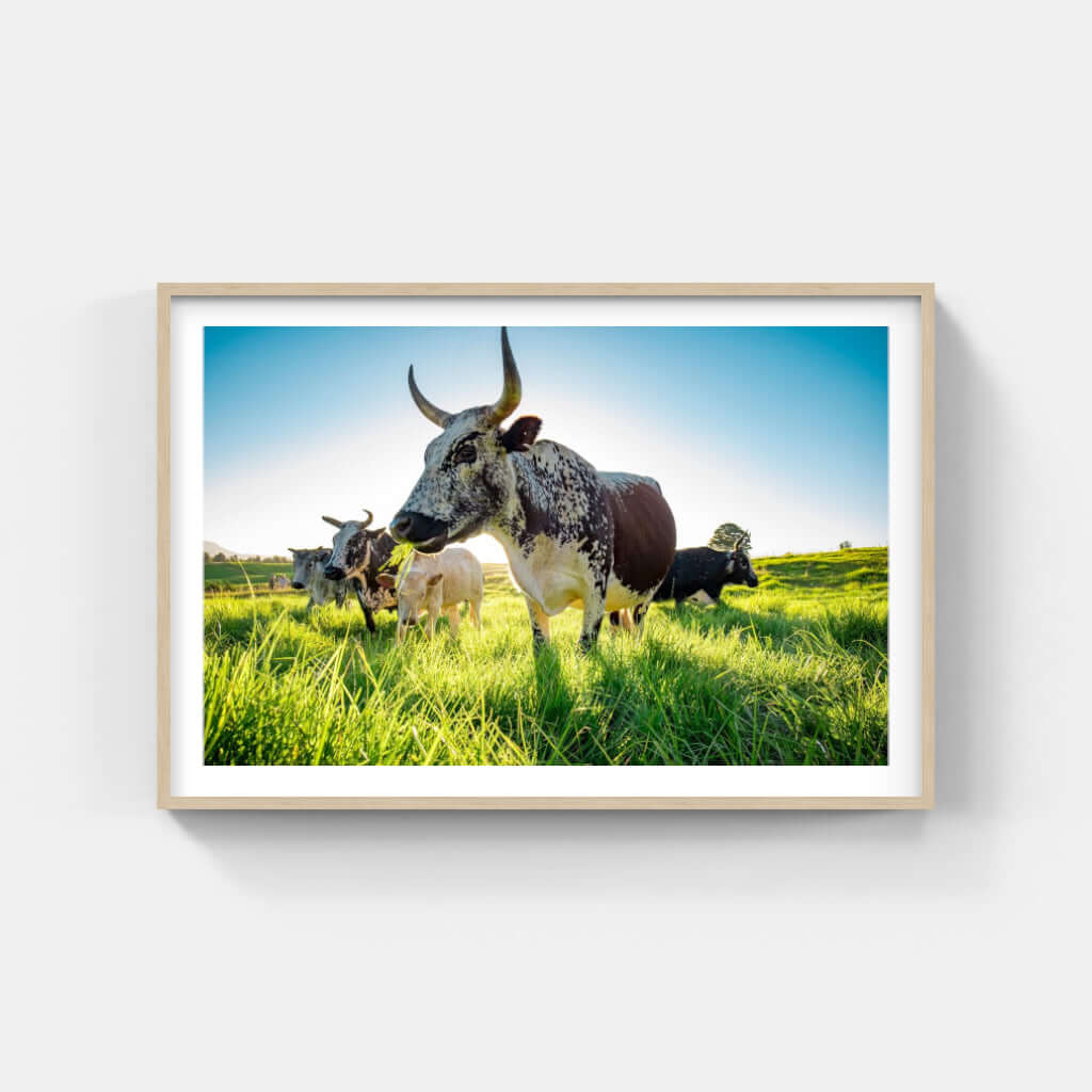 Framed Nguni print showcasing cattle on lush grasslands, adding a touch of African wildlife to your decor.