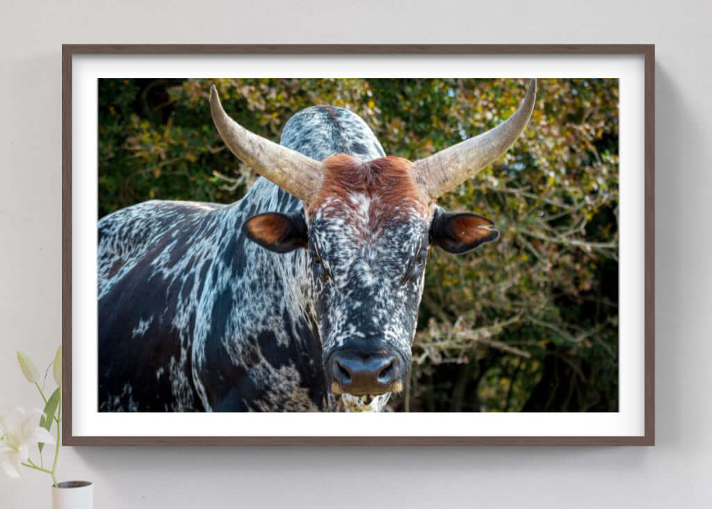 Framed Nguni Cattle Print No 3 showcasing a striking African cattle portrait with prominent horns and unique coloration.