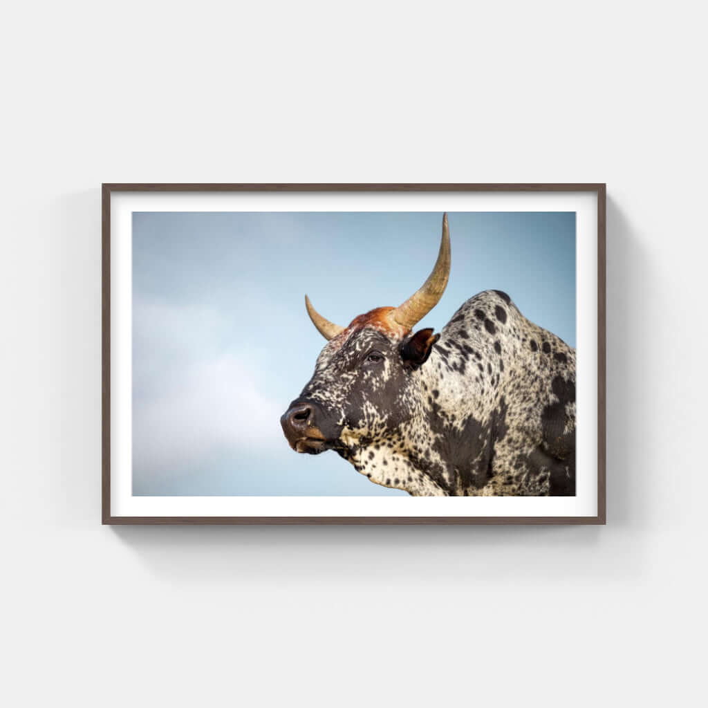 Framed Nguni cattle print showcasing a majestic African bull with distinctive horns, ideal for wildlife decor.