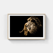Framed wildlife print of a majestic lion against a black backdrop, showcasing African cultural artistry.