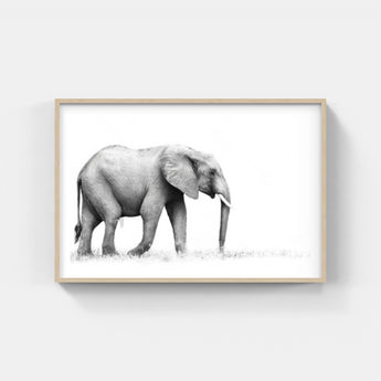 Framed Elephant Print 1