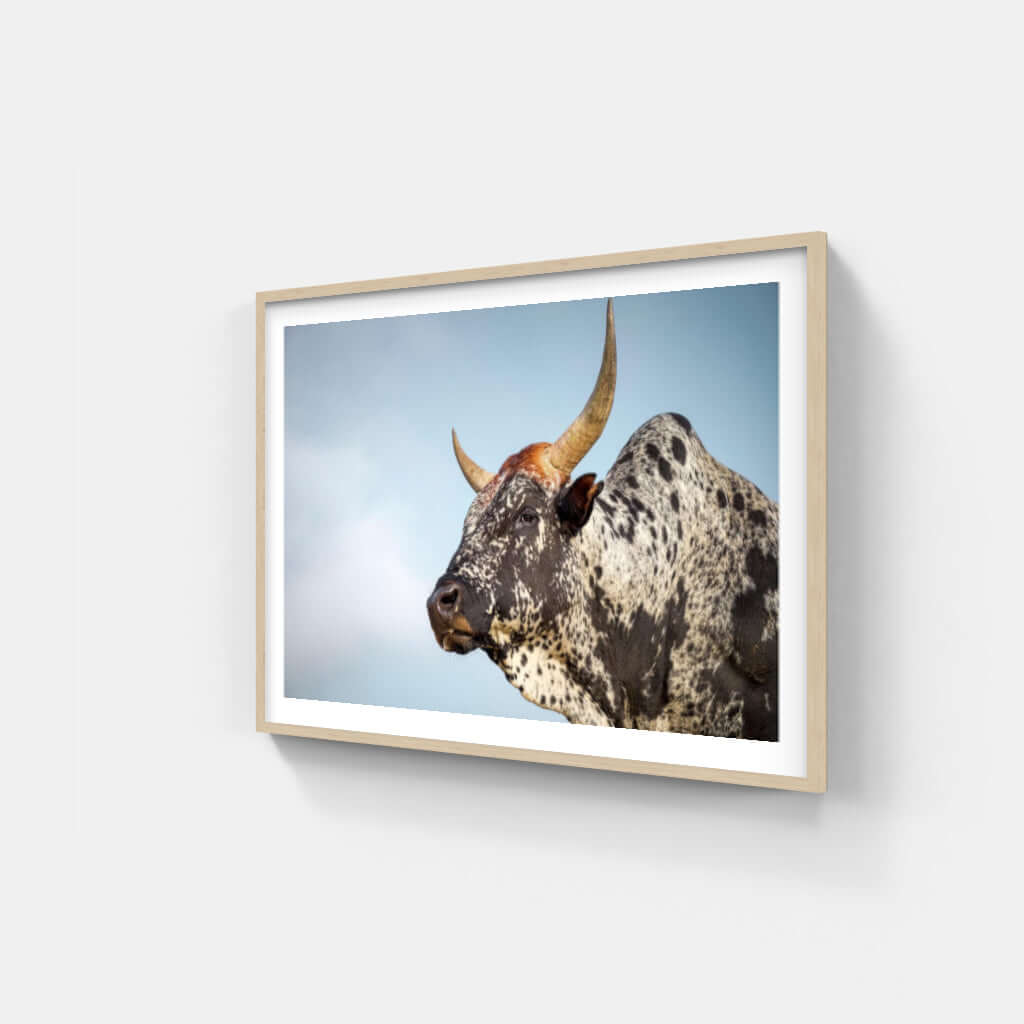 Framed Nguni cattle print showcasing the unique features of this African breed, perfect for modern home decor.