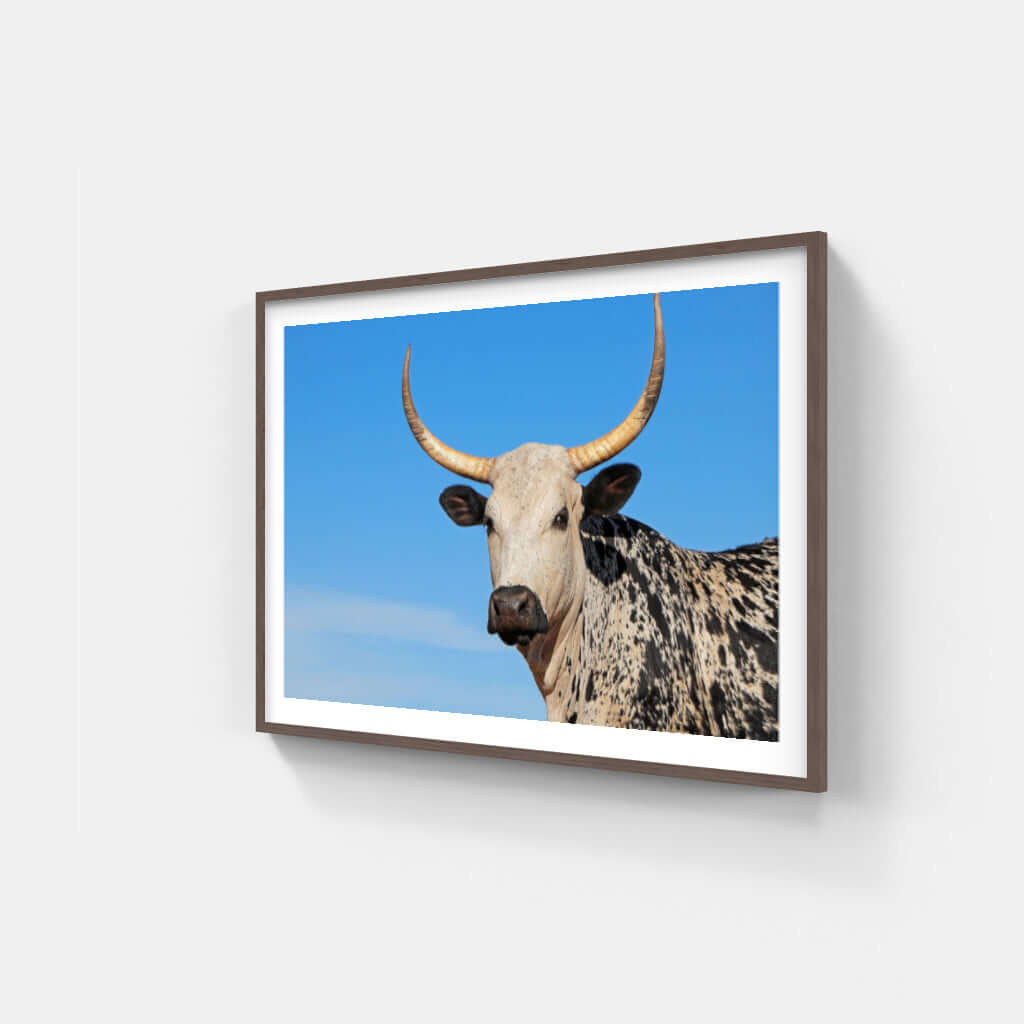 Framed Nguni Print No 4 featuring a striking Nguni cow against a blue sky, perfect for enhancing African decor.