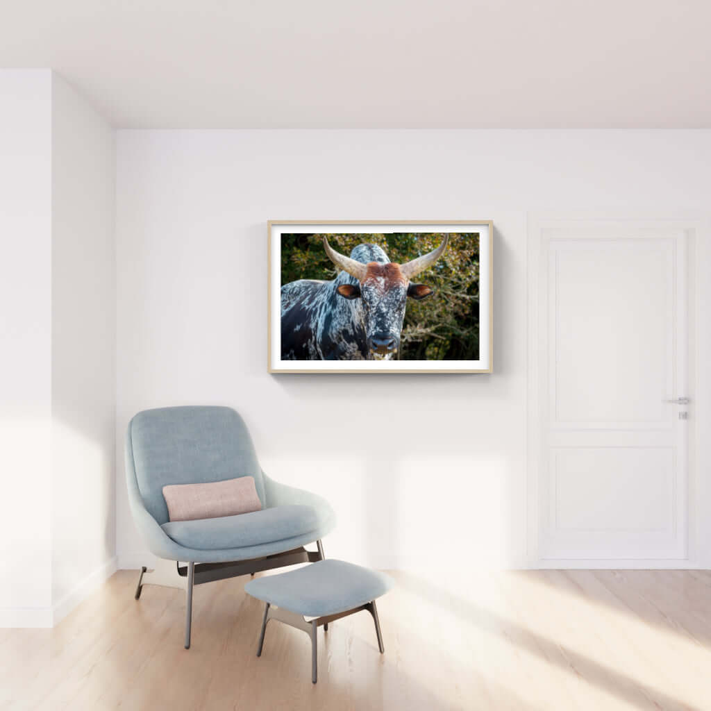 Framed Nguni cattle print displayed in a modern living room with a stylish chair and ottoman.