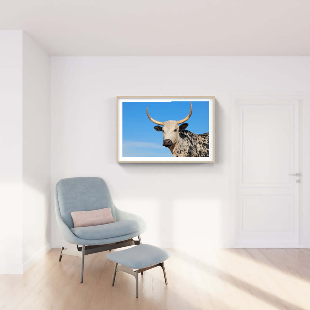 Framed Nguni print of a cow in a modern living room, showcasing African wildlife art.