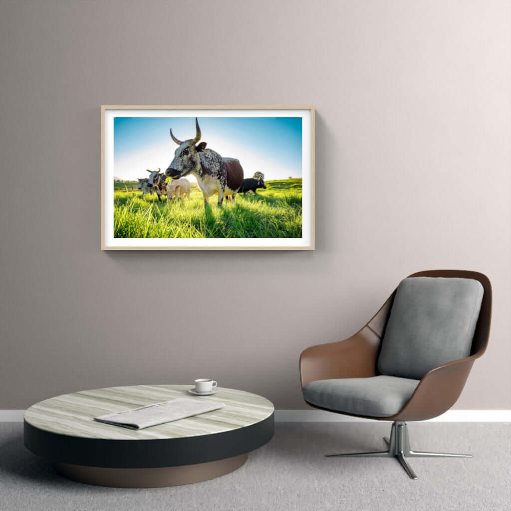 Framed Nguni Print No 2 showcasing Nguni cattle in a vibrant green field, enhancing modern interior decor.