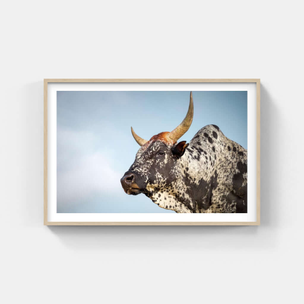Framed print of Nguni cattle showcasing detailed features and vibrant colors, perfect for African art lovers.