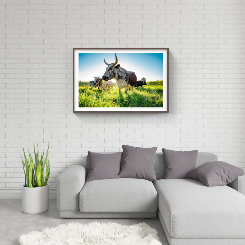 Framed Nguni print showcasing cattle in a vibrant green field, perfect for enhancing modern interiors.