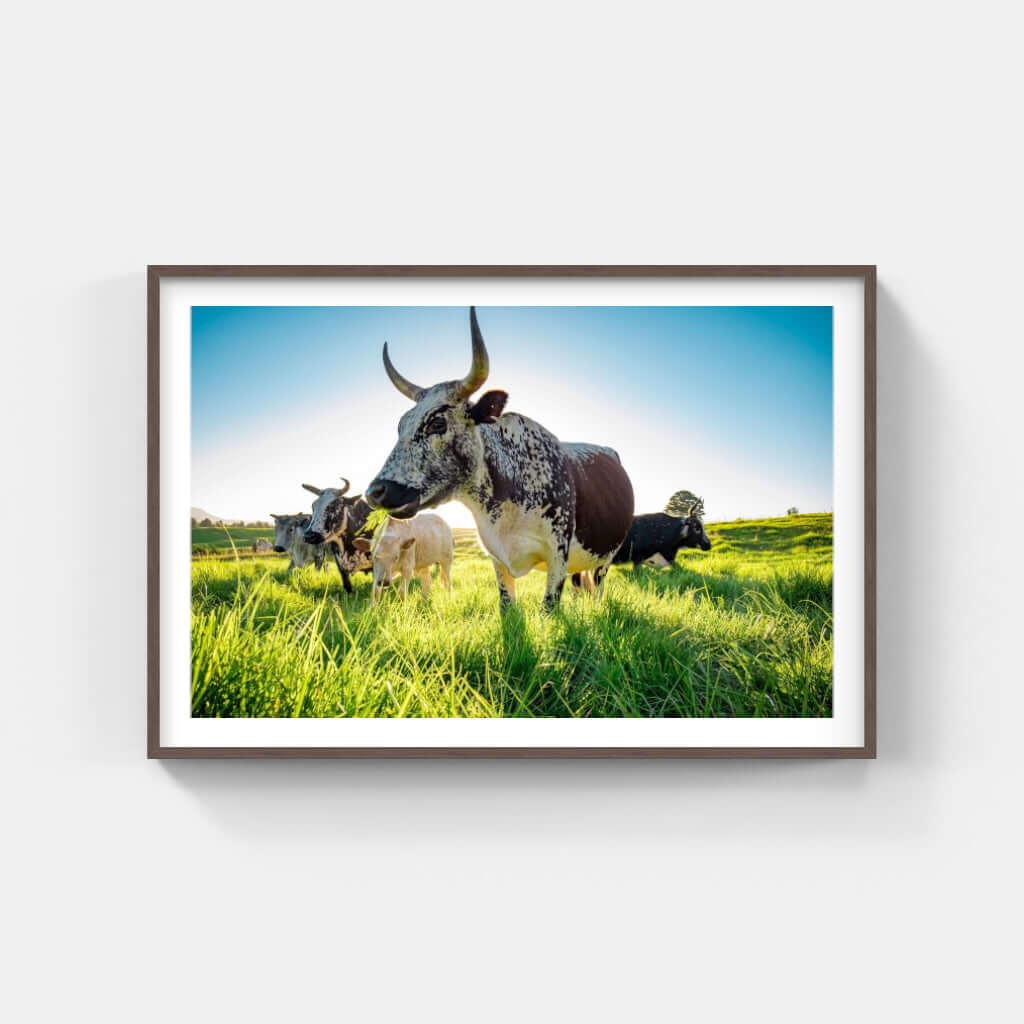 Framed Nguni print featuring grazing cattle in vibrant green grass, highlighting African wildlife and cultural art.