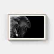 Elephant Face Print 1 - Paramount Mirrors and PrintsFramed Print