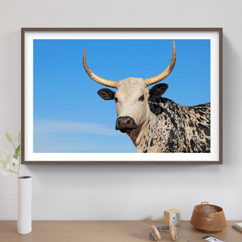 Framed Nguni Print No 4