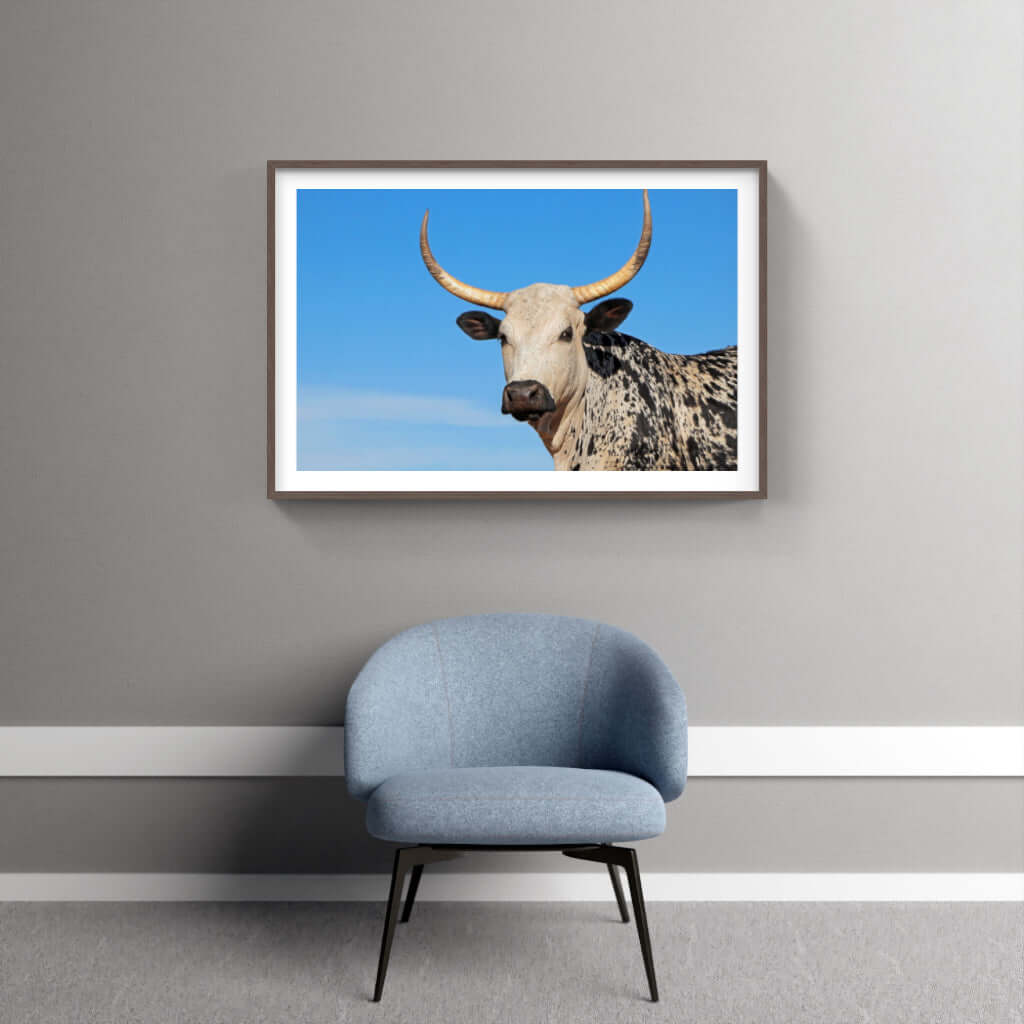 Framed Nguni print showcasing a striking bull against a blue sky, enhancing modern interior decor.