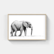 Framed Elephant Print 1 - Paramount Mirrors and PrintsFramed Print