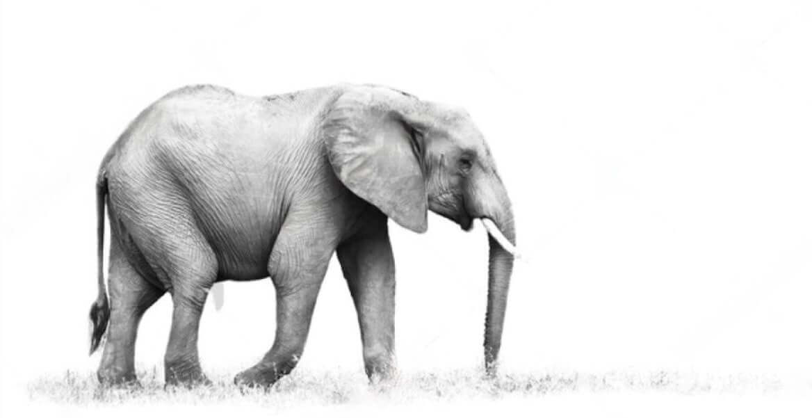 Framed Elephant Print 1 - Paramount Mirrors and PrintsFramed Print