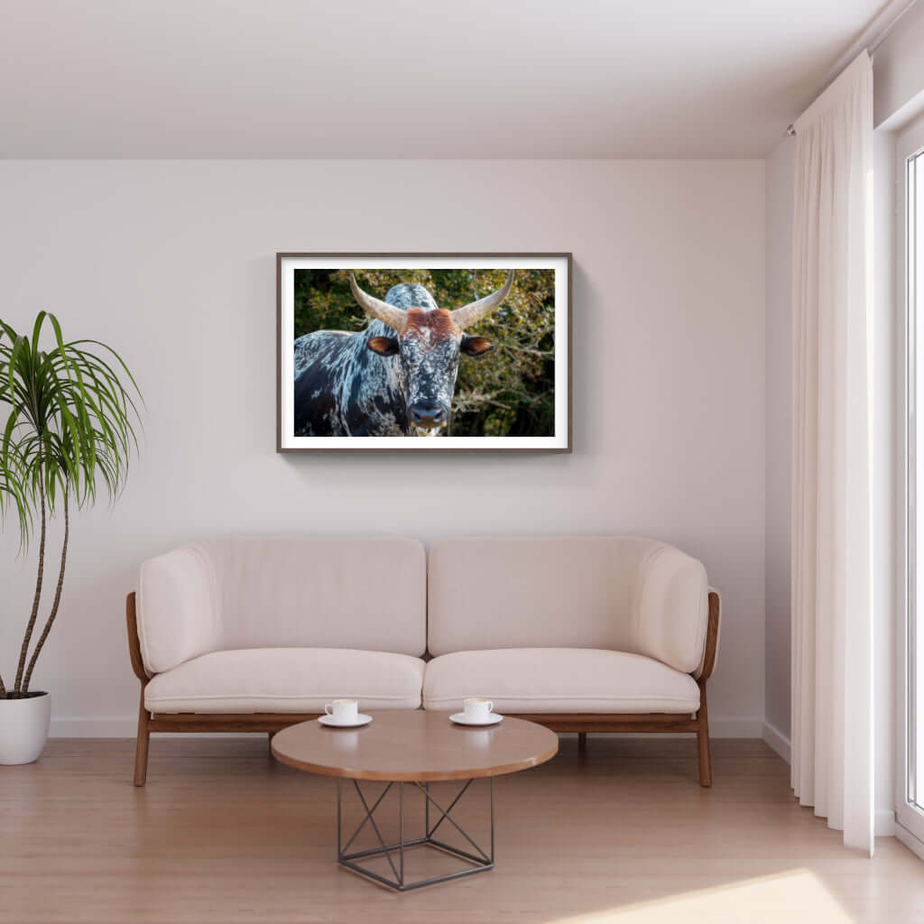 Framed Nguni Cattle Print No 3 - Paramount Mirrors and PrintsPMM-AA-NGU-BNoneFramed Print