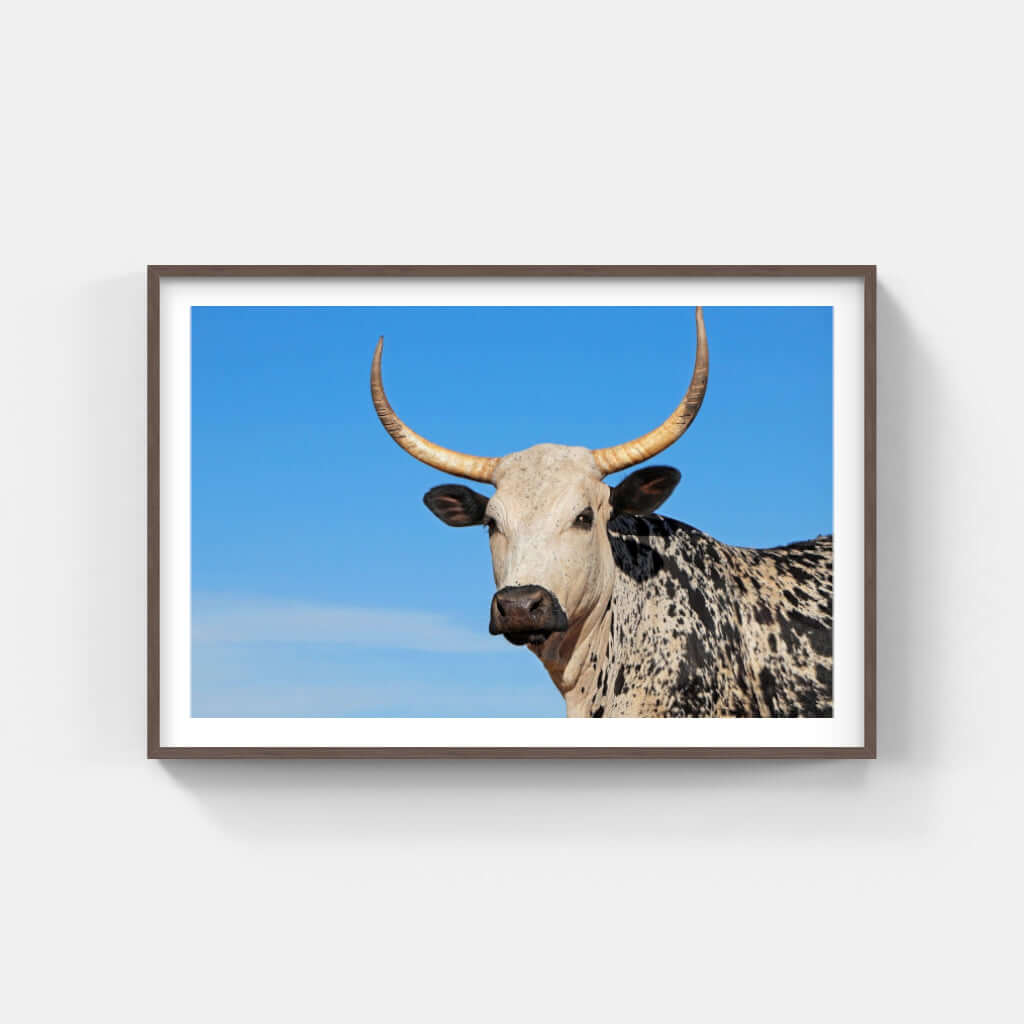 Framed Nguni Print No 4 - Paramount Mirrors and PrintsFramed Print
