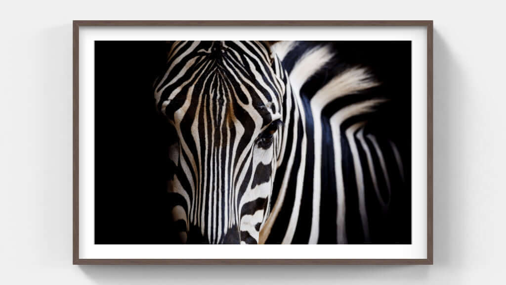 Framed Zebra Print | African Wildlife Wall Art | Paramount