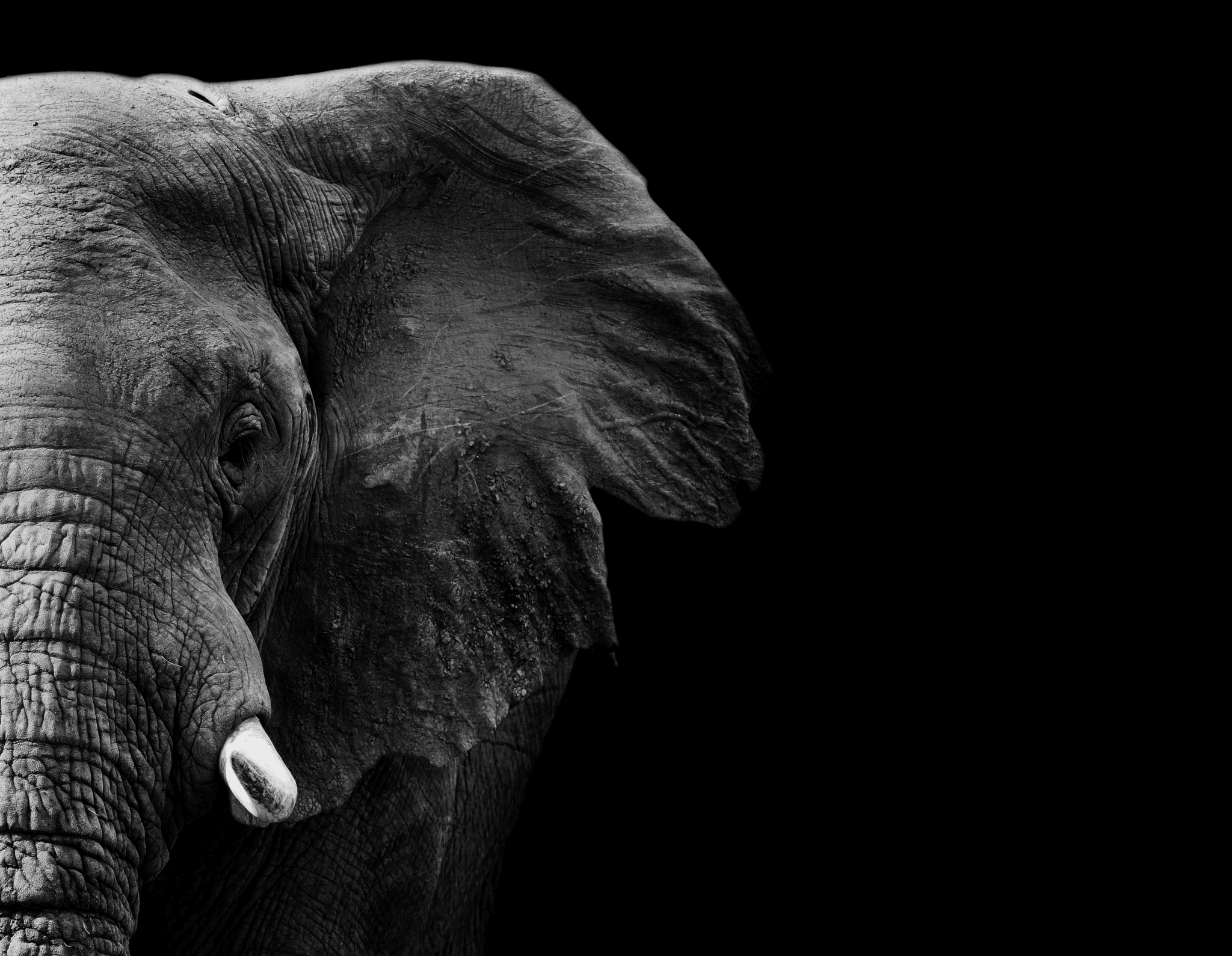 Elephant Face Print 1 - Paramount Mirrors and PrintsFramed Print