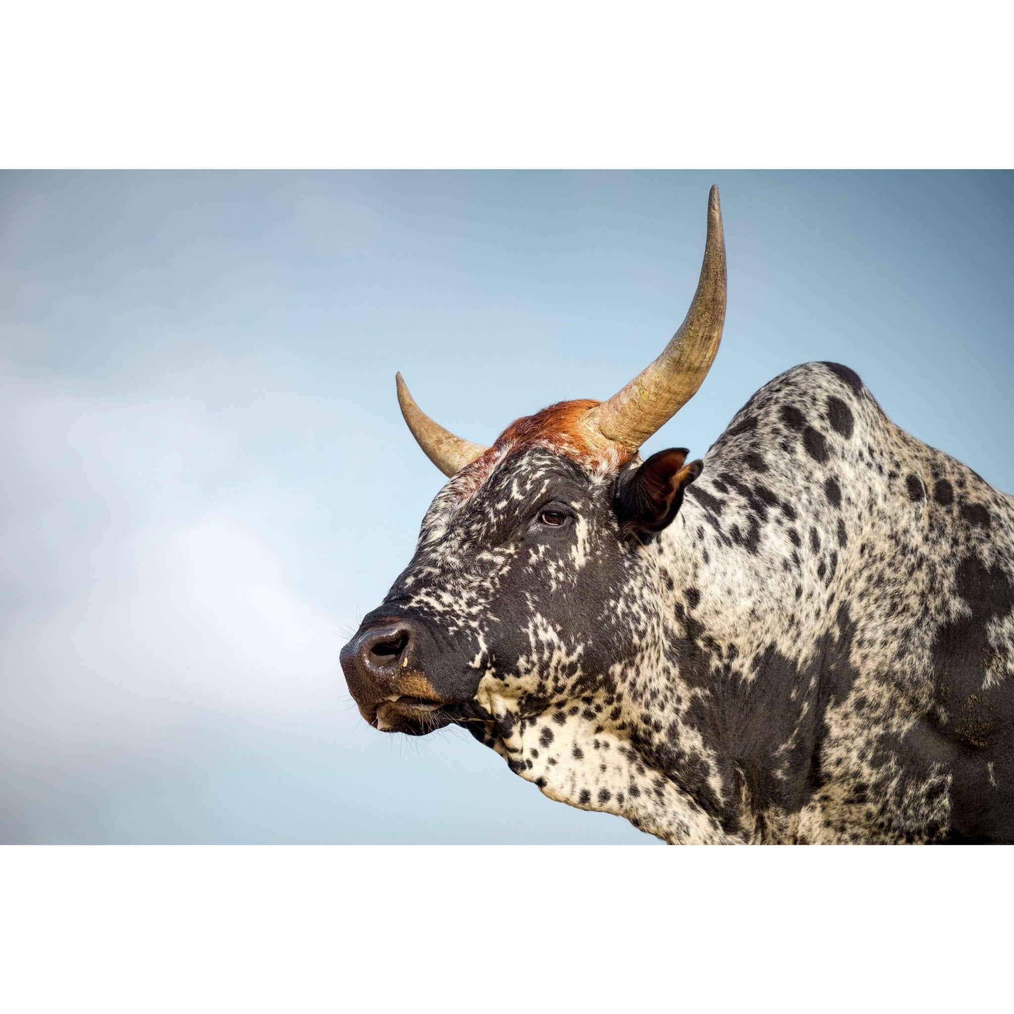 Framed Nguni Cattle Print No 1 - Paramount Mirrors and PrintsFramed Print