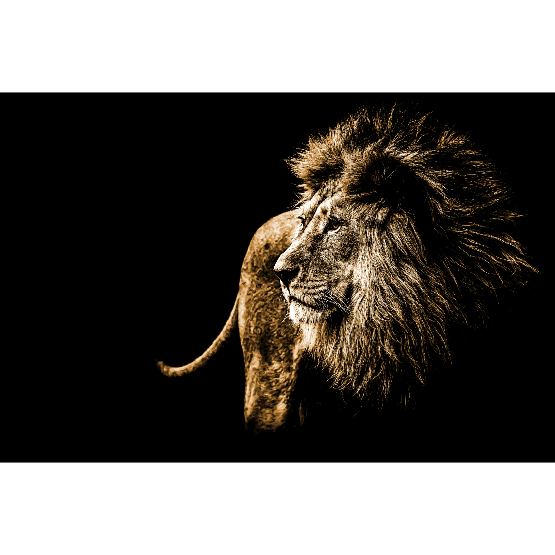 Framed Wildlife Print No 3 - Paramount Mirrors and PrintsFramed Print