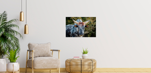 Nguni Cattle Canvas No 3 - Paramount Mirrors and Prints