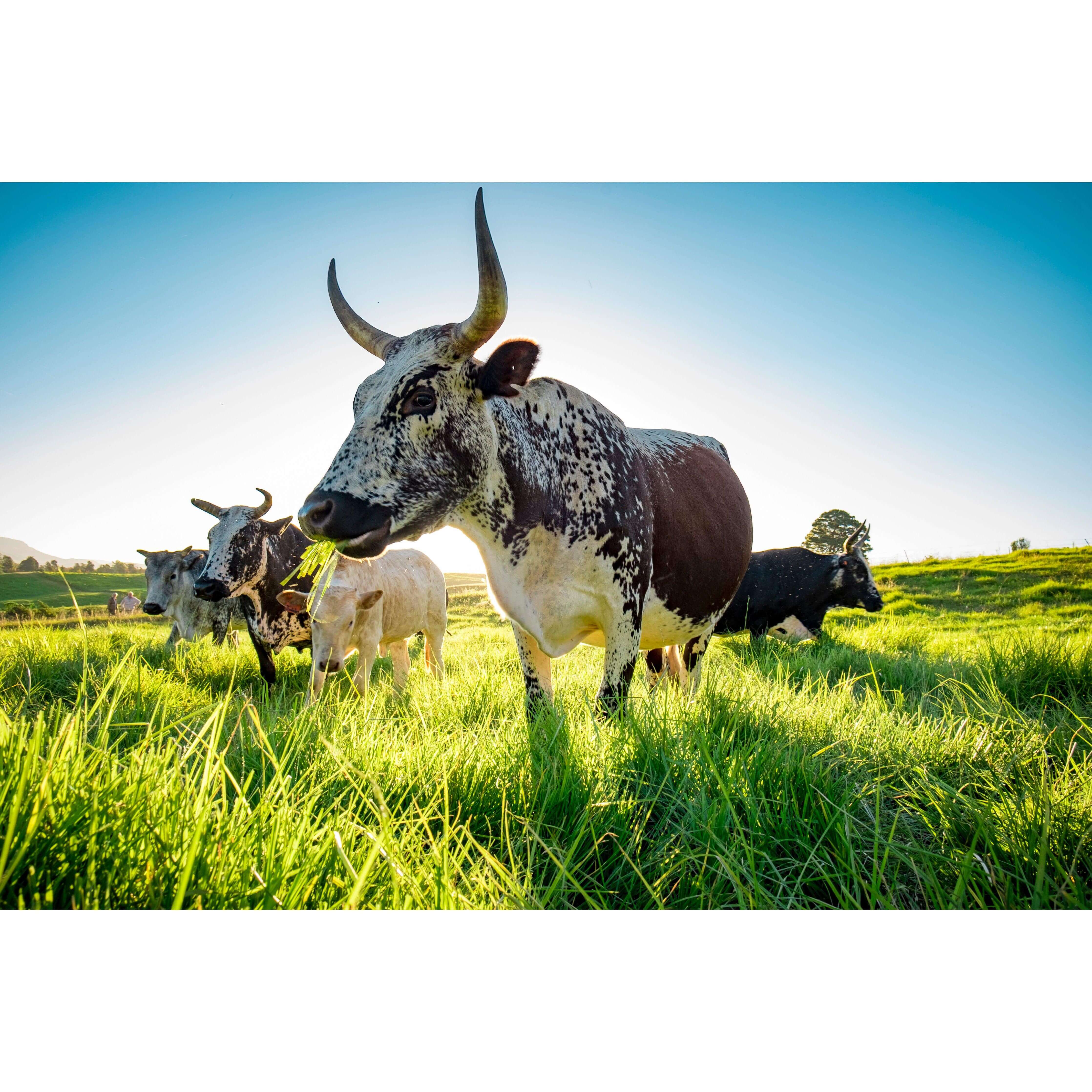 Framed Nguni Print No 2 showcasing Nguni cattle in a lush green field under a clear blue sky.