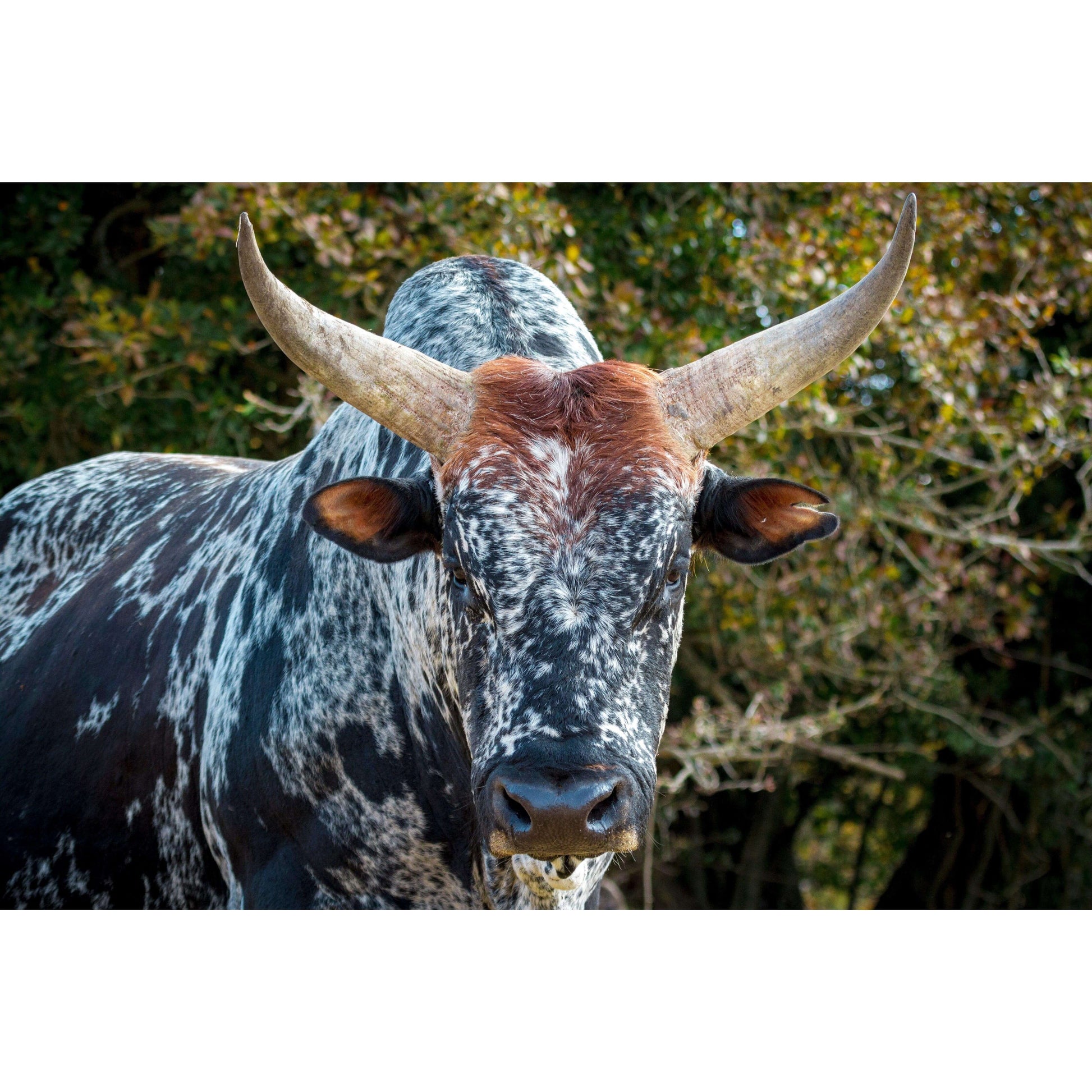 Framed Nguni Cattle Print No 3 showcasing striking African wildlife art for home decor.